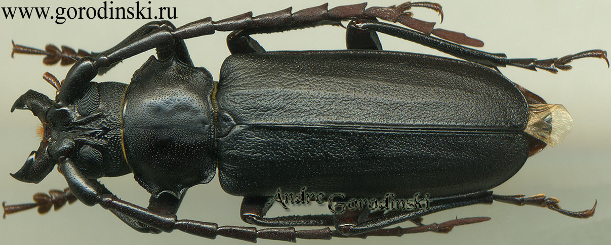 http://www.gorodinski.ru/cerambyx/Prionus indicus.jpg